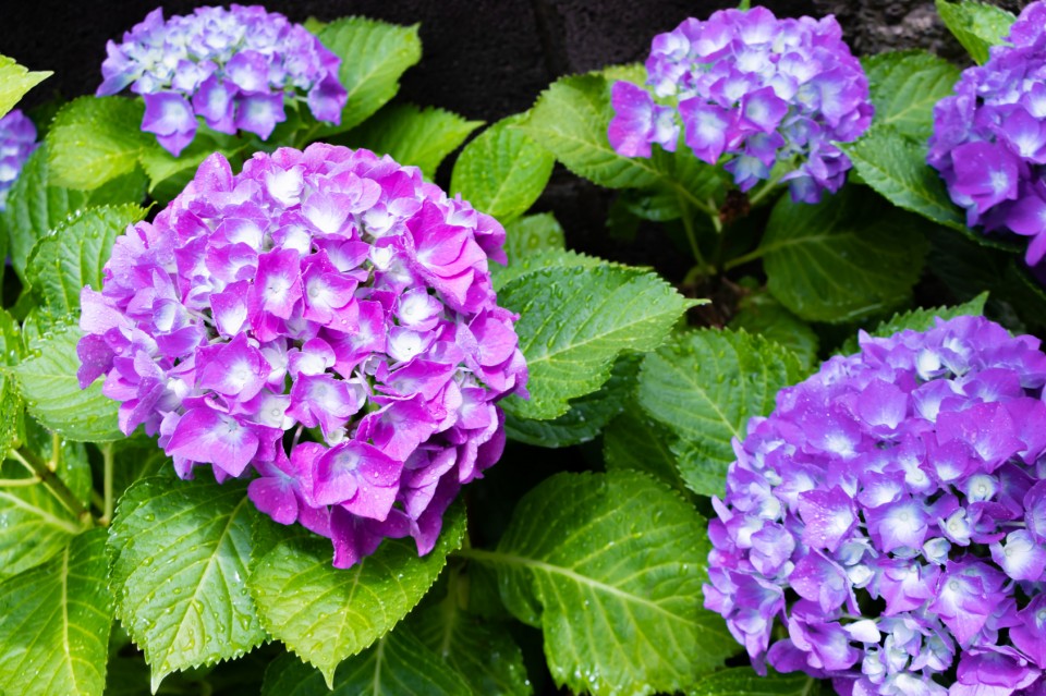 Fotolia_248764991_Subscription_Monthly_M-960x639